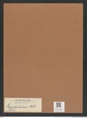 Lepidodiscus sp. (de-Toni-Nr.: Genus 231) Zeichnungen Sammlung Grunow Mappe 05389 (Herbarium_W_Grunow_drawings_Folder_05389)